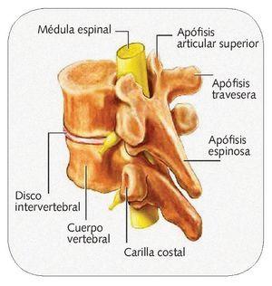 Cirugía de Hombro en Guadalajara | Dr. Esteban Castro - Ortopedia y traumatología | Cirugía articular Hernia de disco lumbar