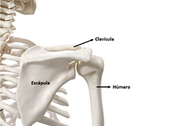 ¿Qué es la escápula del hombro?