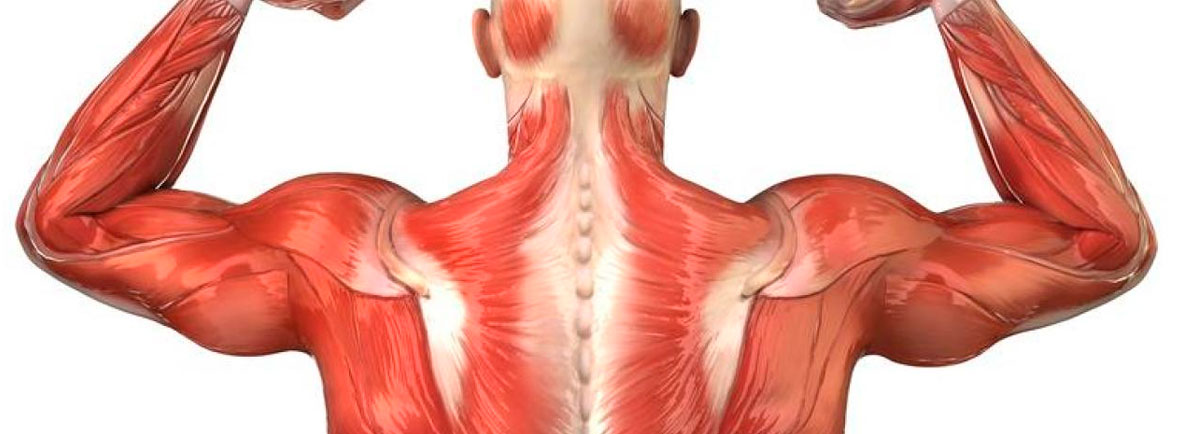 Qué músculos hacen la Flexión del Hombro